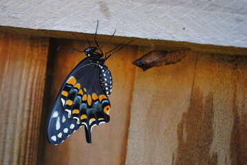 Swallowtail Butterfly Free from Chrysalis