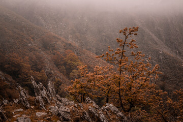 Old tree on fall|autumn season in Serra da Freita at Arouca Geopark