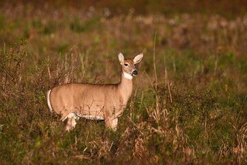White Tailed deer doe standing in fall meadow 