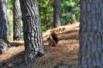 squirrel in the pine trees in Gironde