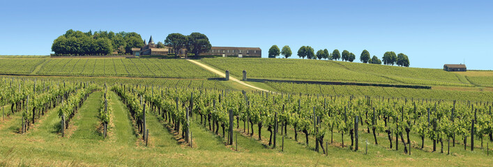 Vallonnements de vignobles aux printemps dans le bordelais.