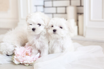 two white puppies