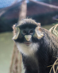 Portrait of red tailed monkey with the cientific name "Cercopithecus Ascanius"