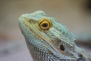 Pogona Lizard with the cientific name 