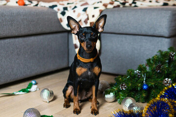 Funny dog miniature pinscher made a mess in the room and play with Christmas tree. Puppy at home...