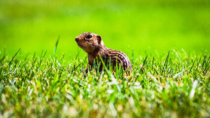 13 Lined Ground Squirrel in Grass