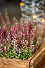Obraz premium Heather on the Christmas table