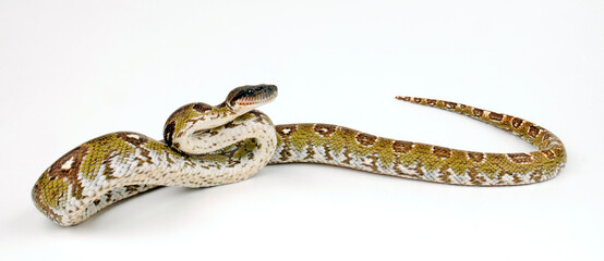 Madagascar boa // Nördliche Madagaskarboa (Acrantophis madagascariensis) 