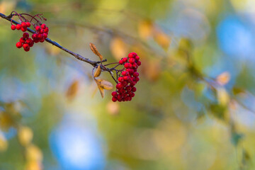 Bunches of ripe red rowan berries close-up in the autumn park.