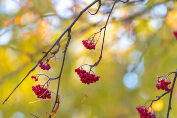 Bunches of ripe red rowan berries close-up in the autumn park.