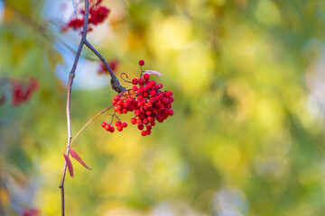 Bunches of ripe red rowan berries close-up in the autumn park.