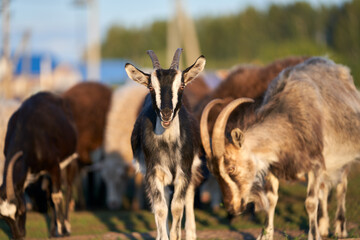 Pasture in the rays of the setting sun with a herd of grazing goats. In the foreground is a cute black and white goat. Selective focus.