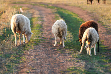 Rear view of a group of sheep grazing on a field road on their way to the farm. Selective focus.