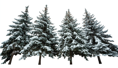 Christmas tree in snow