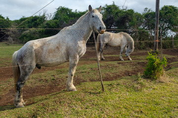 Obraz na płótnie Canvas Beautiful white stallion on a farm in South Africa