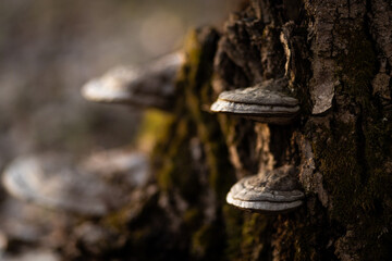 Fototapeta premium mushroom on a tree