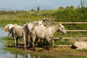 Group of white horses (Equus ferus caballus) on the lagoon in Prat de Llobregat (Barcelona).