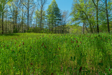 Field full of crimson clover