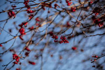red berries of roman in winter