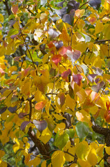 Colourful Autumn Leaves in the Fall