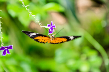 Beautiful female butterfly Hypolimnas Missippus on green leaves in the garden
