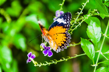 Beautiful female butterfly Hypolimnas Missippus on green leaves in the garden