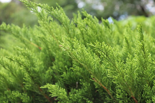 Pine tree leaves perfect for a green wallpaper.