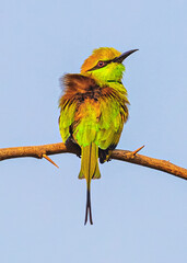 Green Bee Eater looking high