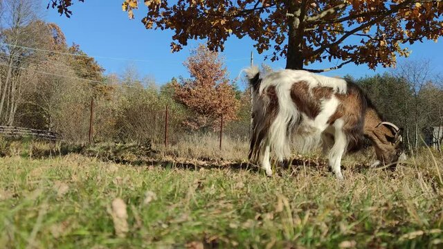 Goat eats grass in the garden on a warm day in autumn against the background of a tree Oak and blue sk. 