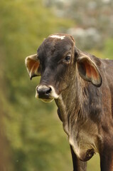 Brazilian cattle - close up on the cow's face.