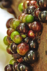 Jabuticaba or jaboticaba fruit is a typical fruit from Brazil. Mature fruit is black and unseasoned is green.