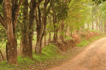 Fototapeta na wymiar Dom Silvério, Minas Gerais, Brazil - January, 1st, 2013. Simple road in the countryside of Brazil surrounded by trees.