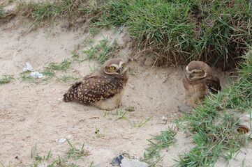 Rio Piracicaba, Minas Gerais, Brazil - January, 1st, 2012. A couple of owls also called Athene cunicularia or 