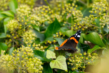 Red admiral butterfly (Vanessa Atalanta) with open wings perched on hedge (hedera helix) in Zurich, Switzerland