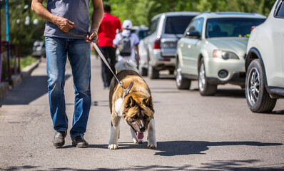 A man leads a large dog on a leash without a muzzle down the street. Purebred dog for protection....