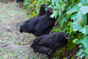Young black chickens kept in natural free environment, responsible farming