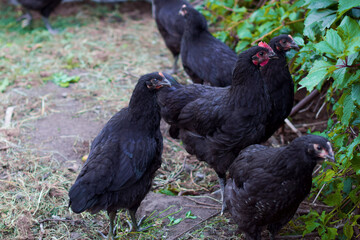 Young black chickens kept in natural free environment, responsible farming