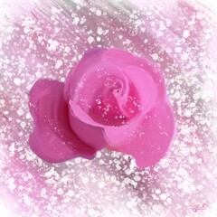 pink rose with baby breath