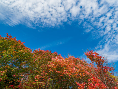 Vibrant fall foliage tree against beautiful sky © Elizabeth