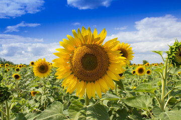 Obraz premium sunflower field with sky