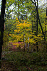 Obraz premium forest in autumn