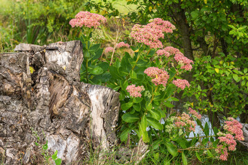 Sedum spectabile also known as showy stonecrop growing by a rotten tree stump