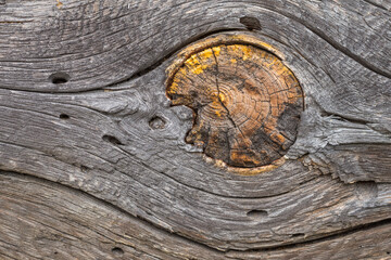 Tree knot that looks like a monster eye. Abstract wooden background