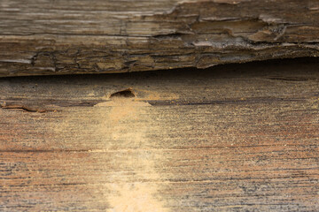 Full frame of dry wood piece with a hole hollowed out by bark beetle - obrazy, fototapety, plakaty