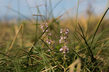 flowers in the grass