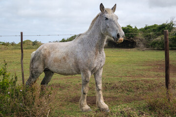 Obraz na płótnie Canvas Beautiful stallion, horses in the farmlands of Southern Africa