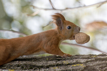A ginger squirrel with a nut in its teeth runs along a tree in the forest.