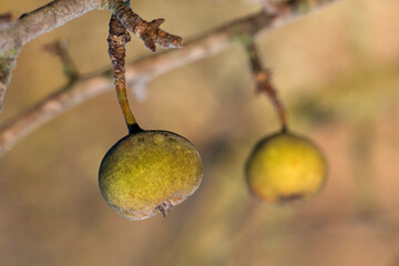 Wild pear fruits on a branch in late autumn.