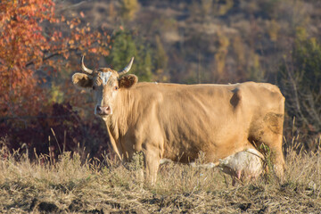 Livestock in the pasture in autumn. Side view of a large horned cow.