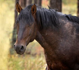 Fototapeta premium Wild horses grazing in the forest in Northern Arizona